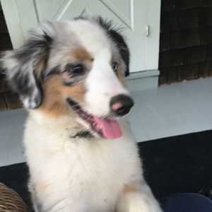 Meet your Posher, Carole